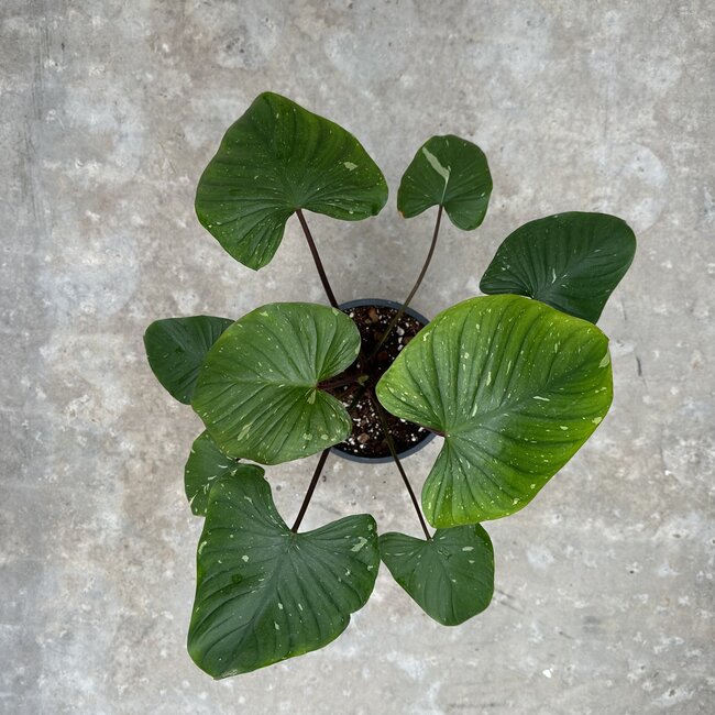 Rubescens Stardust Variegata Ø15