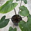 Rubescens Stardust Variegata Ø15