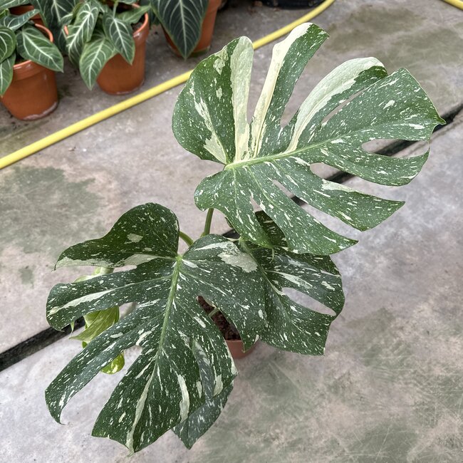 Thai Constellation Variegata ø19
