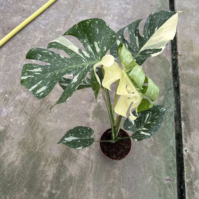 Thai Constellation Variegata ø19