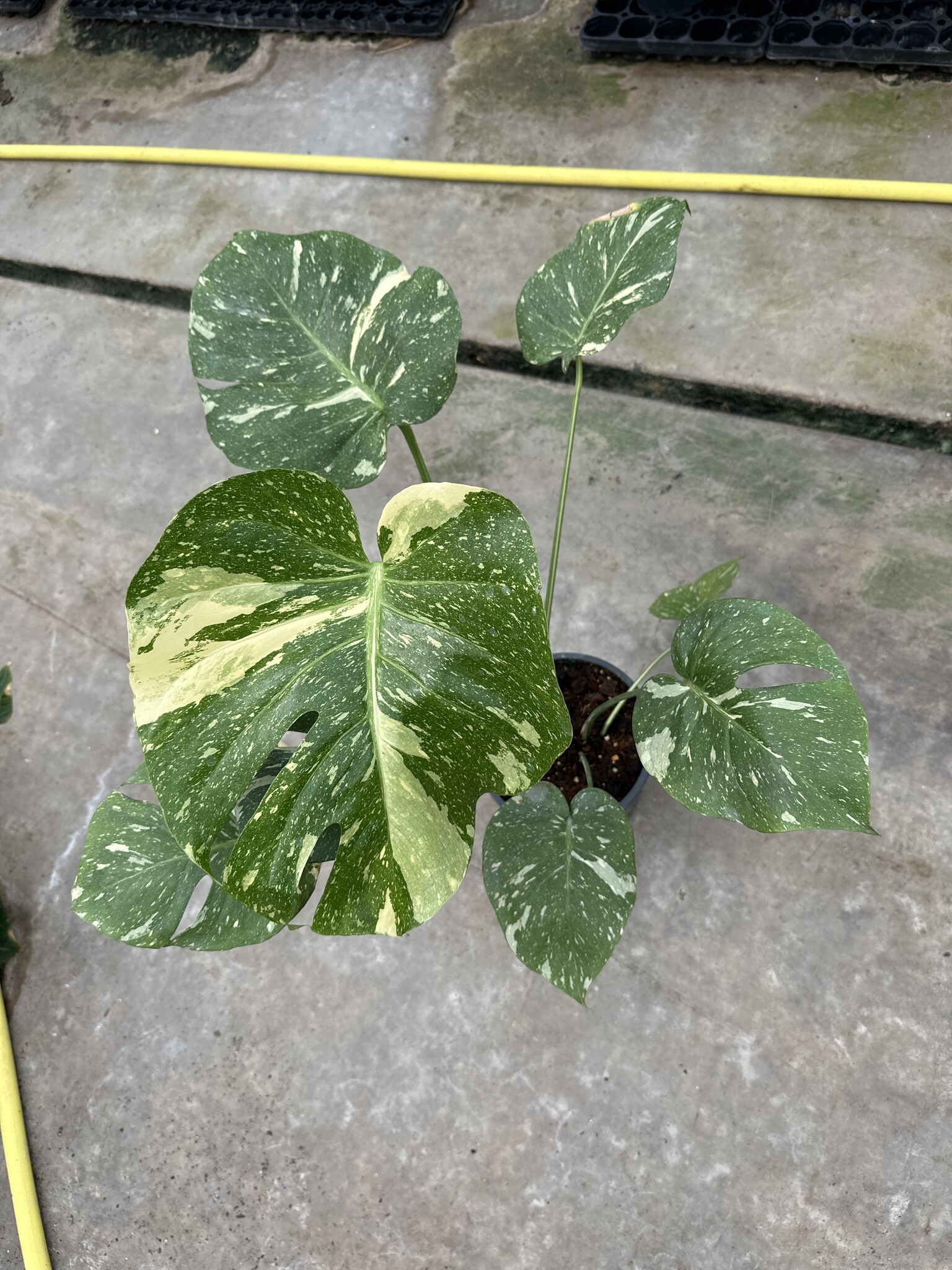 Monstera Thai Constellation Variegata 19 | Limited Leaves - Limited Leaves