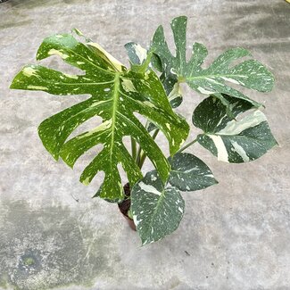 Monstera Thai Constellation Variegata XXL ø19