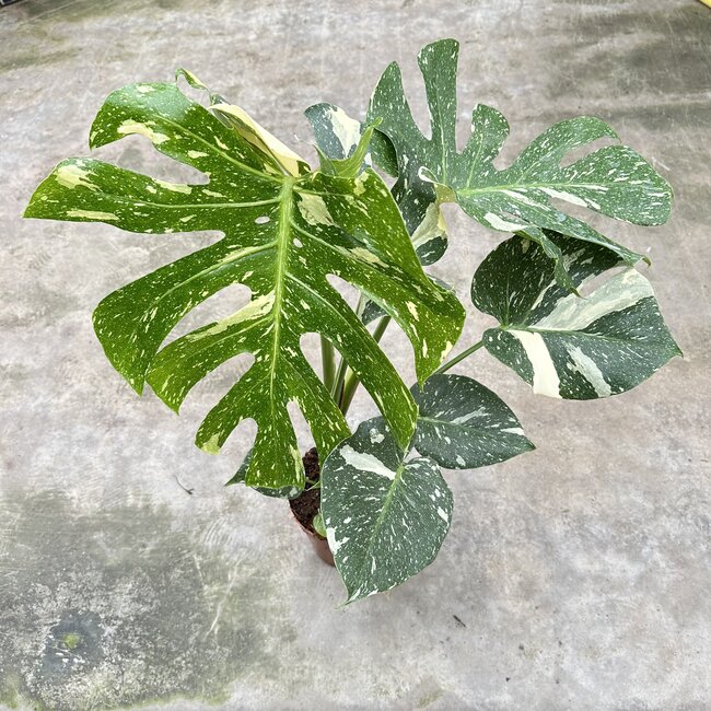 Thai Constellation Variegata ø19