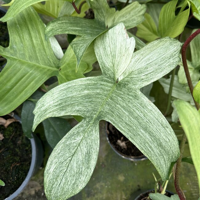 Florida Ghost Mint Ø19