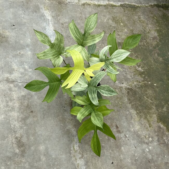 Florida Ghost Mint Ø19