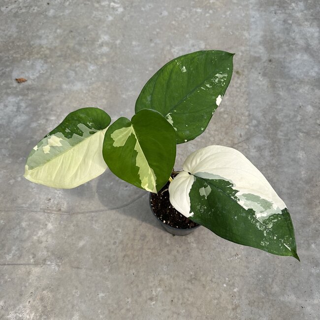 Chiapense Variegated Ø15