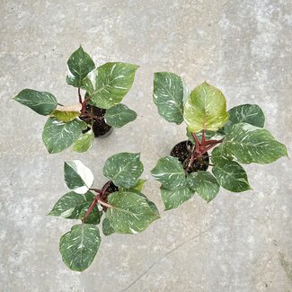Philodendron White Knight Marble King Ø15