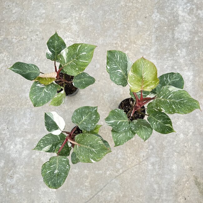 White Knight Marble King Ø15