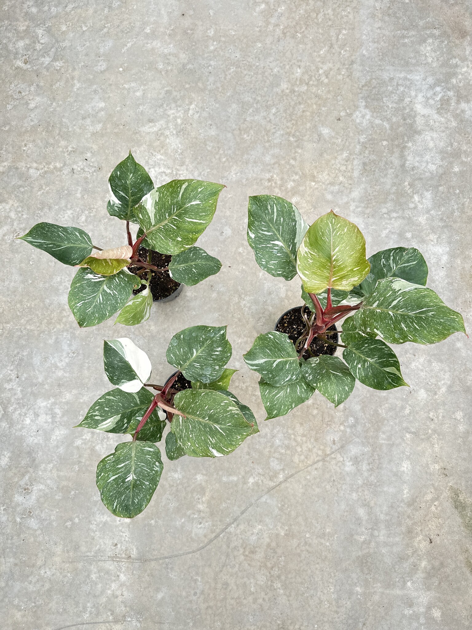 philodendron selloum atom Philodendron selloum ''Atom'' – Serres Lavoie main image 0