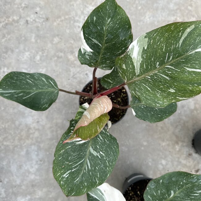 White Knight Marble King Ø15