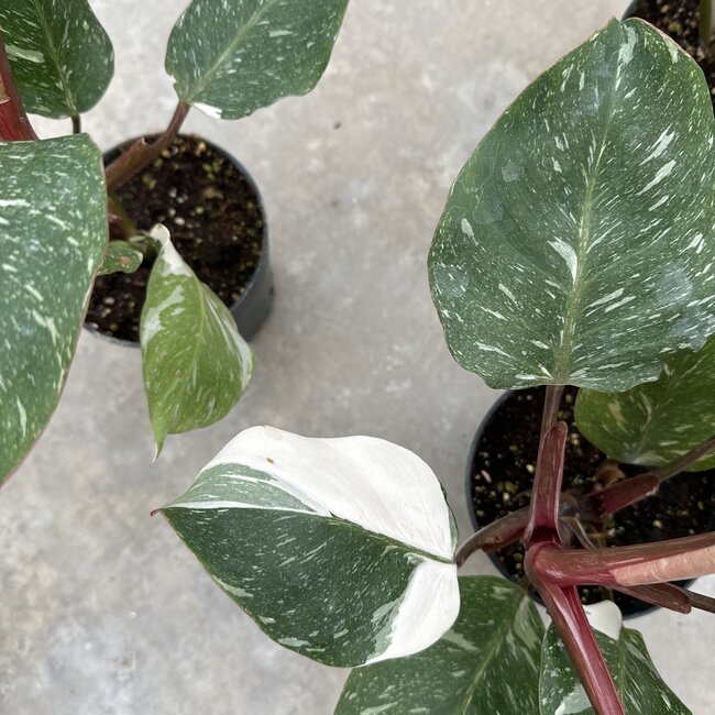 White Knight Marble King Ø15