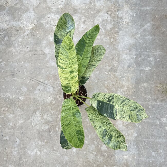 Giganteum Marble Variegated Ø15