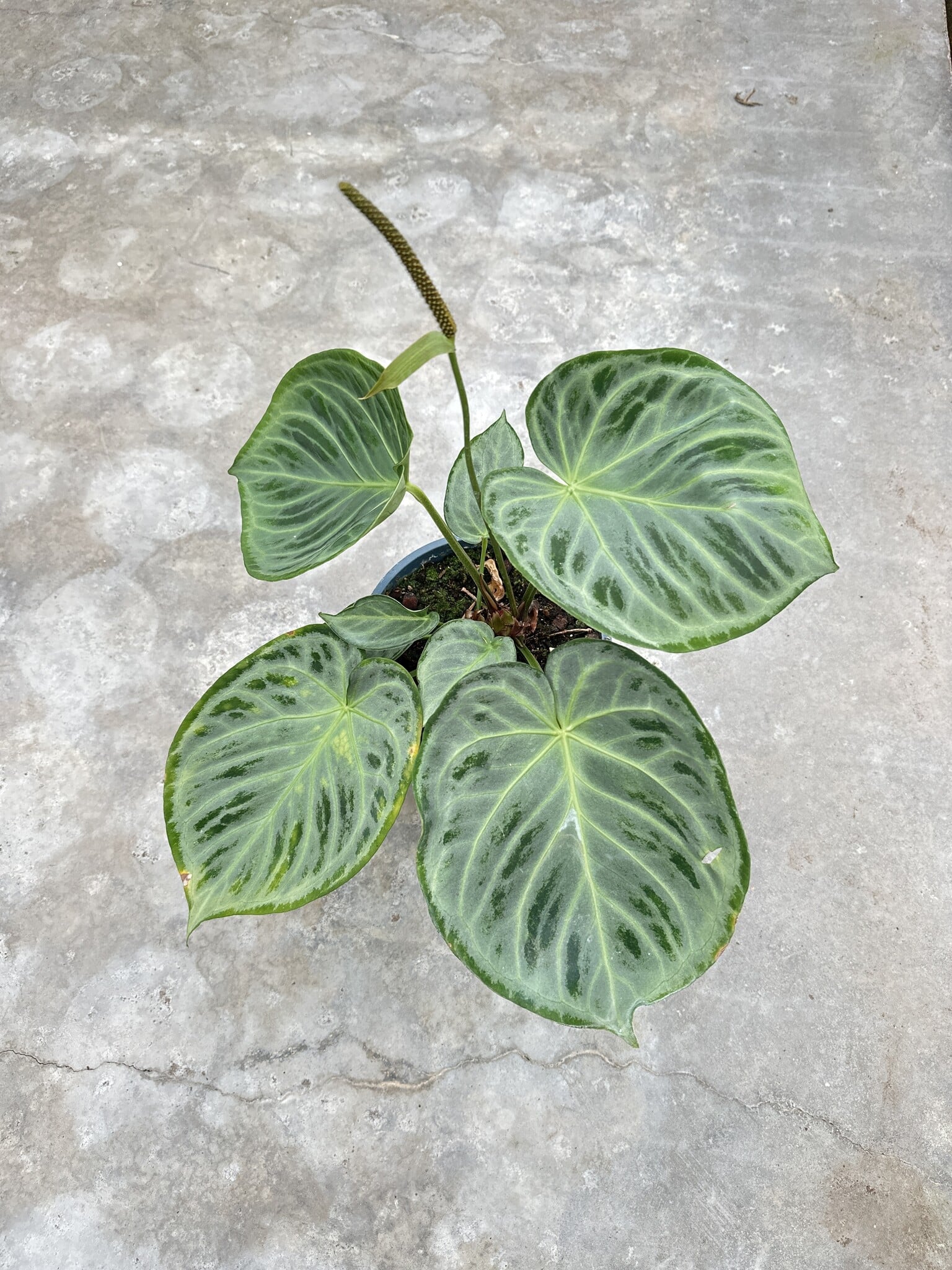 Anthurium Silver Blush 19 | Limited Leaves - Limited Leaves