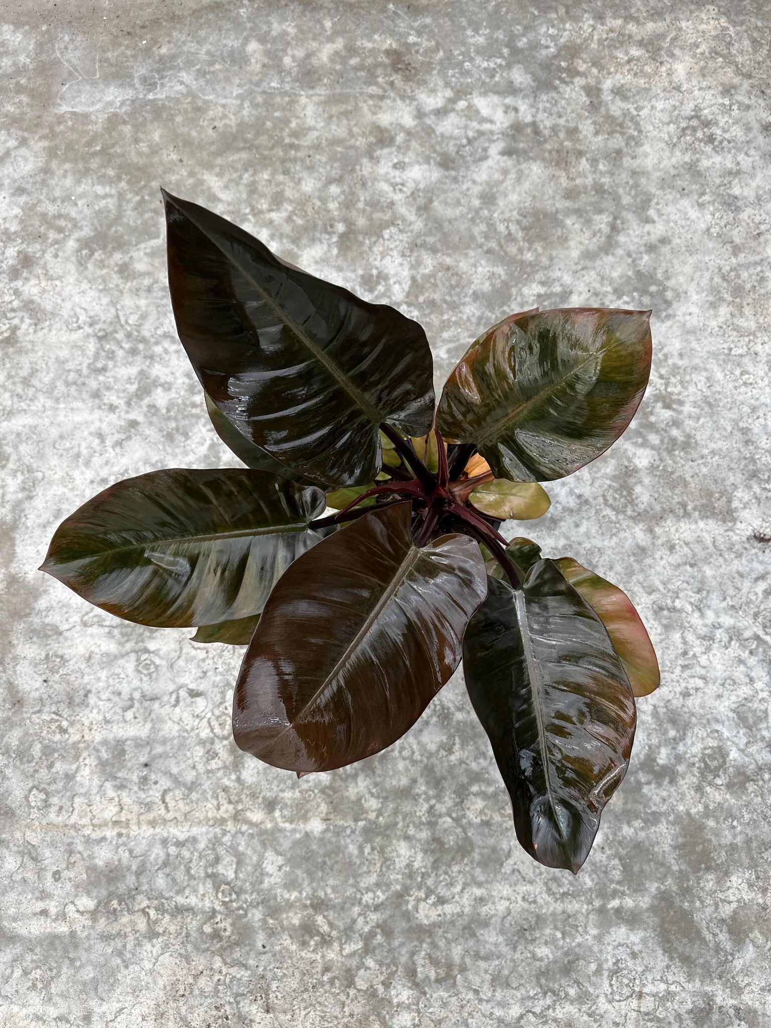 Philodendron Black Cardinal X Caramel Marble 19 | Limited Leaves - Limited  Leaves