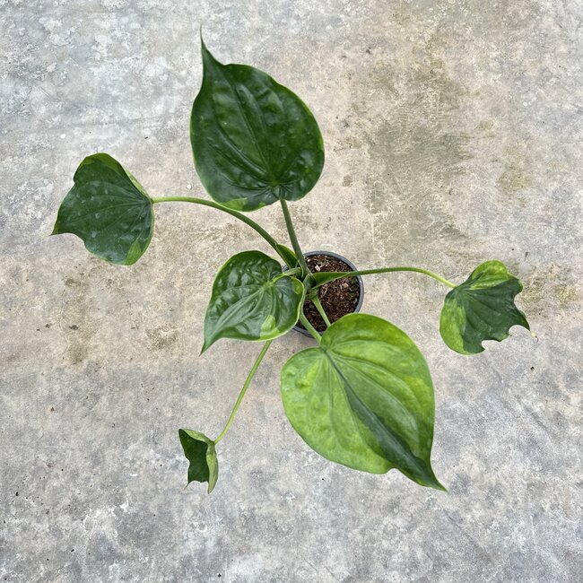 Cucullata Moon Landing Ø19