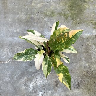 Philodendron Ring of Fire ø15