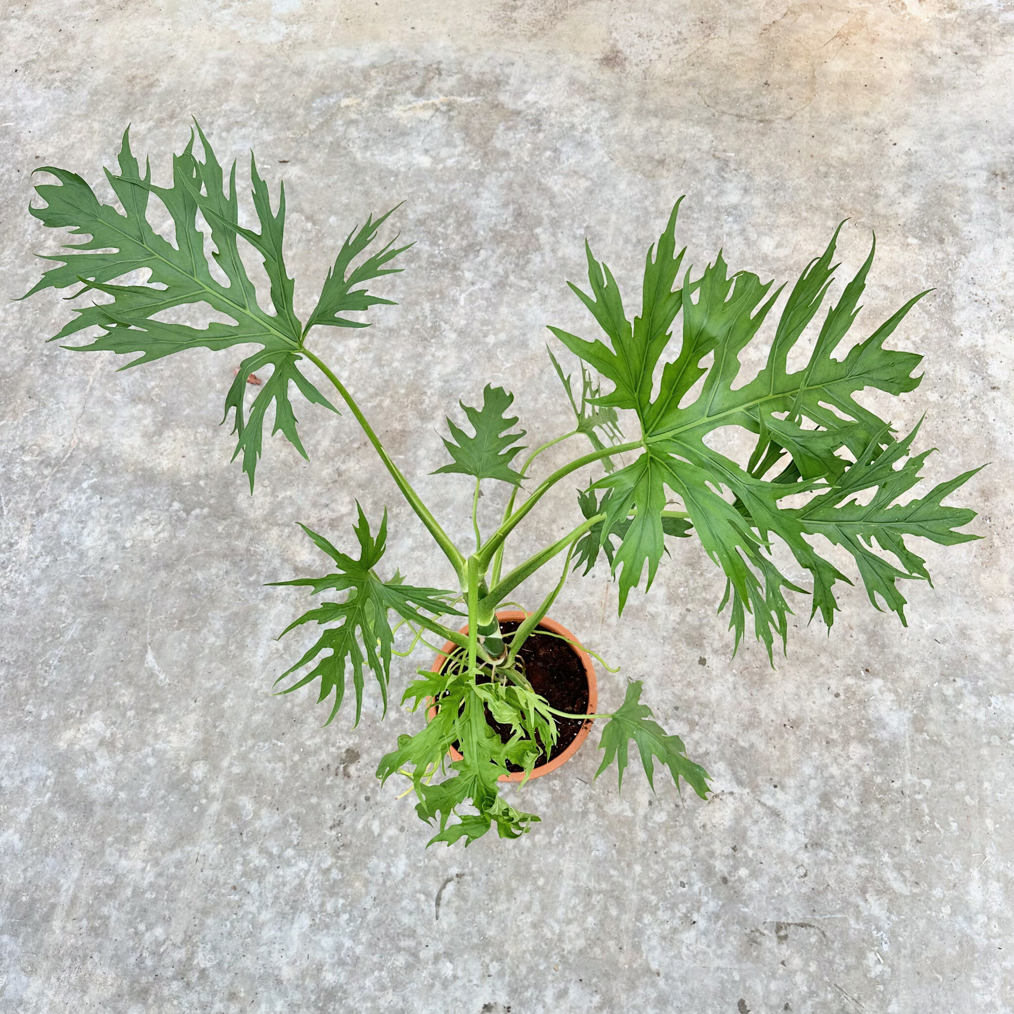Philodendron Warszewiczii | Limited Leaves - Limited Leaves