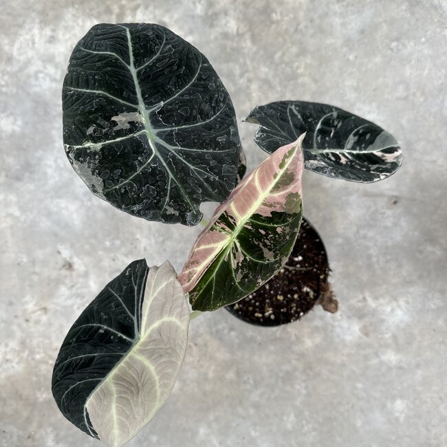 Reginula Black Velvet Pink Variegata Ø12