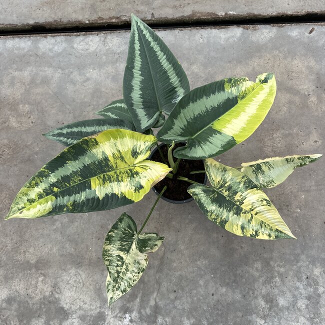 Wallichii Aurea Variegated Ø15