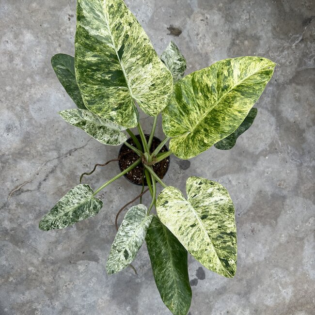 Giganteum Blizzard Variegata Ø19