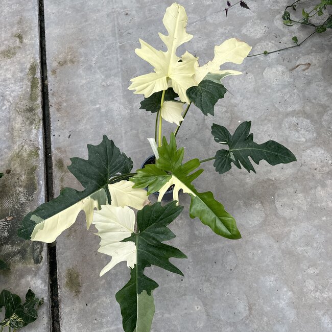 Golden Dragon Albo Variegated Ø19