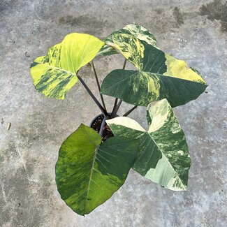 Xanthosoma Violaceum Ø19