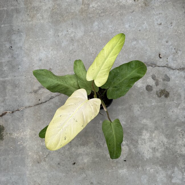 Whipple Way Variegata Ø19