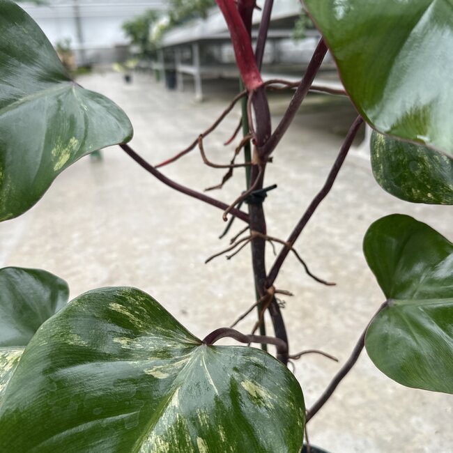 Strawberry Shake Variegata Ø19