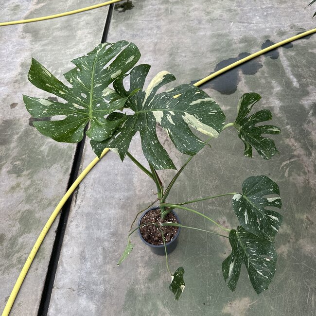 Thai Constellation Variegata ø19