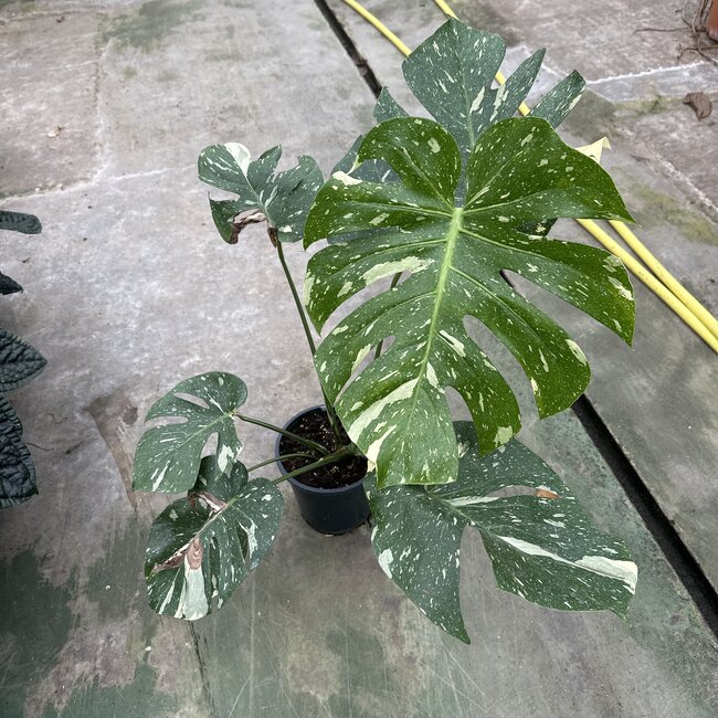 Thai Constellation Variegata ø19