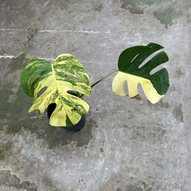 Deliciosa Aurea Variegated Ø19