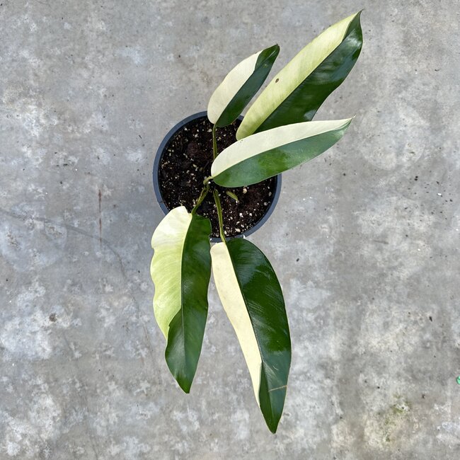 Giganteum Albo White Pearl Ø19