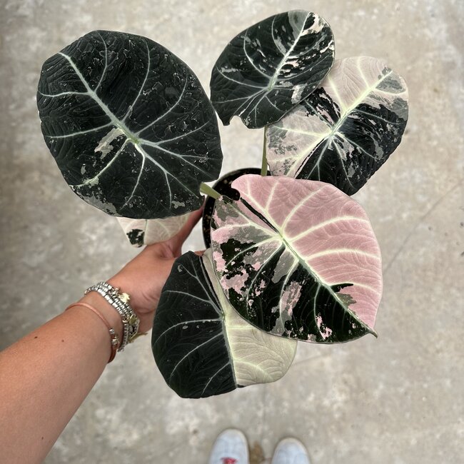 Reginula Black Velvet Pink Variegata Ø12