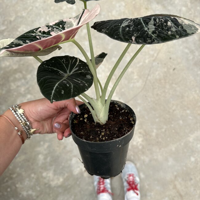 Reginula Black Velvet Pink Variegata Ø12