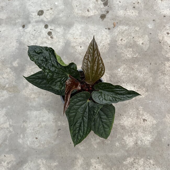 Luxurians x Radicans