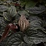 Luxurians x Radicans
