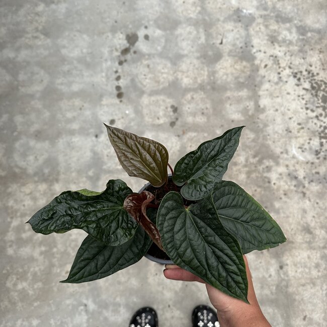 Luxurians x Radicans