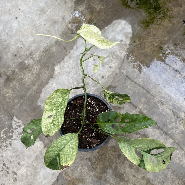 Laniata Mint Variegated Ø19