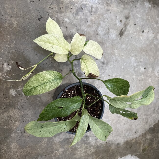 Laniata Mint Variegated Ø19