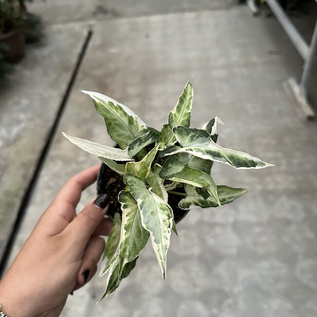 Albo Ngern Lai Ma Ø12