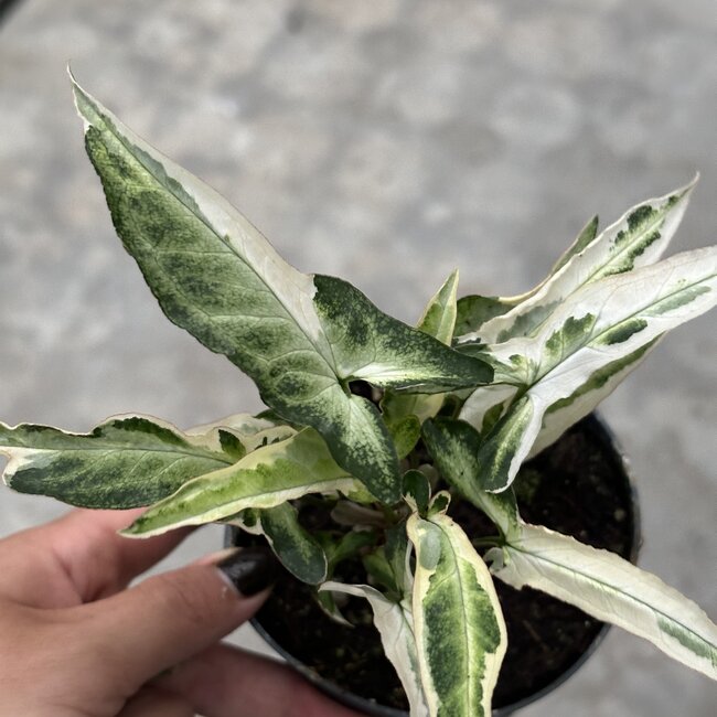 Albo Ngern Lai Ma Ø12