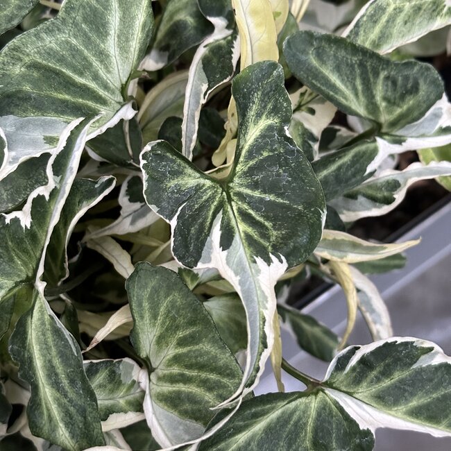 Albo Ngern Lai Ma Ø12