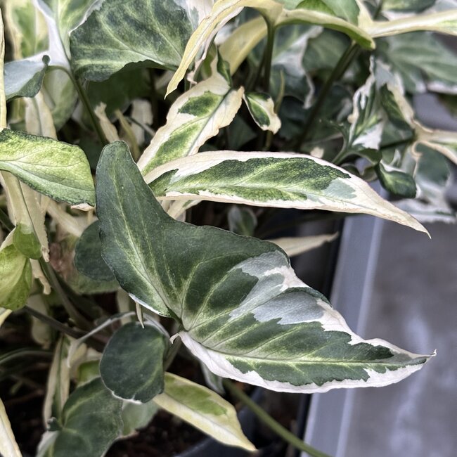 Albo Ngern Lai Ma Ø12