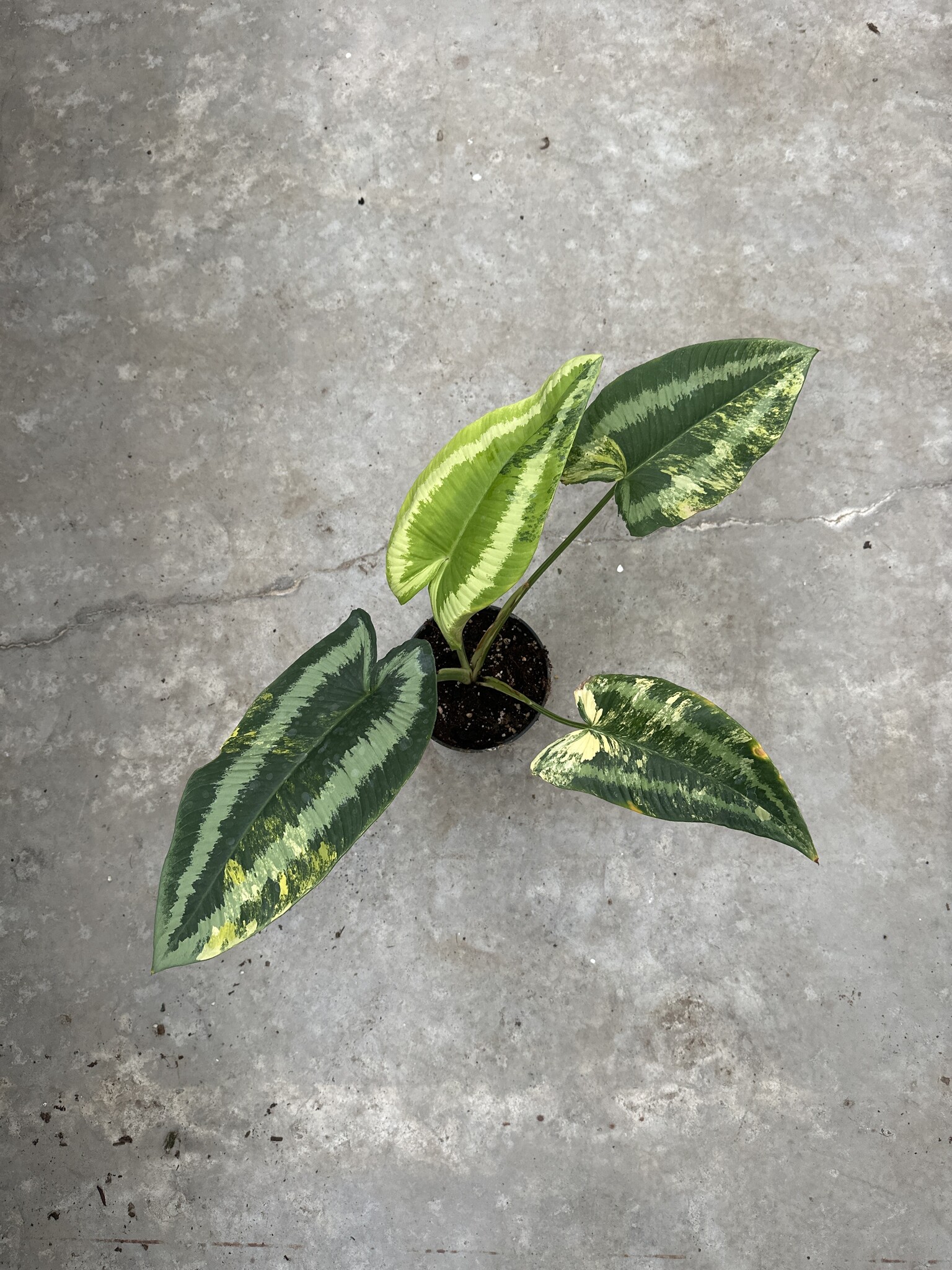 752〓希少Schismatoglottis wallichii ミント斑 Schismatoglottis Wallichii Aurea Variegated ø15 | Limited Leaves