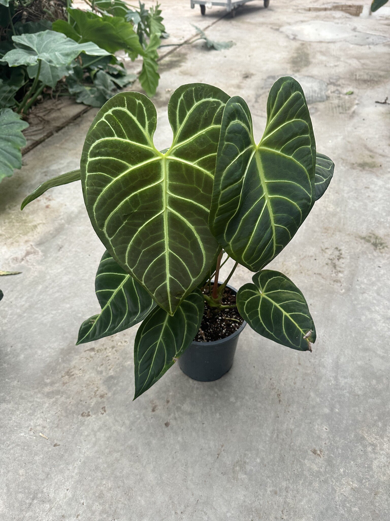 その他観葉植物 Anthurium regale アンスリウム レガレ(コロンビア/ペルー) 「Anthurium regale