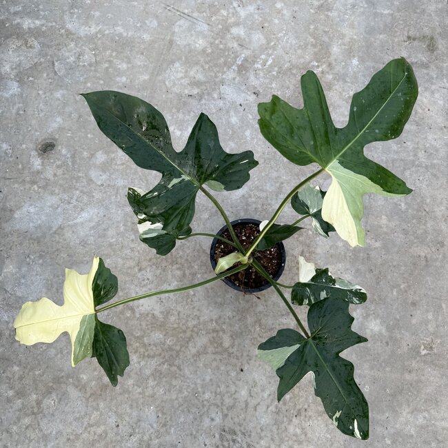 Golden Dragon Albo Variegated Ø19