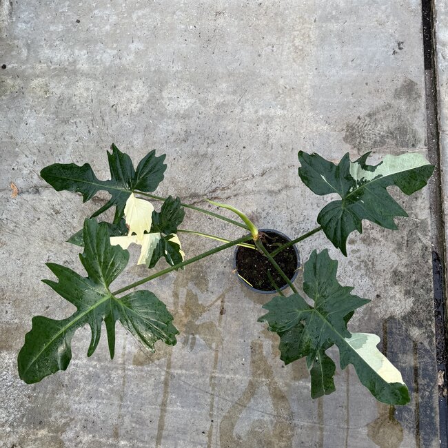 Golden Dragon Albo Variegated Ø19