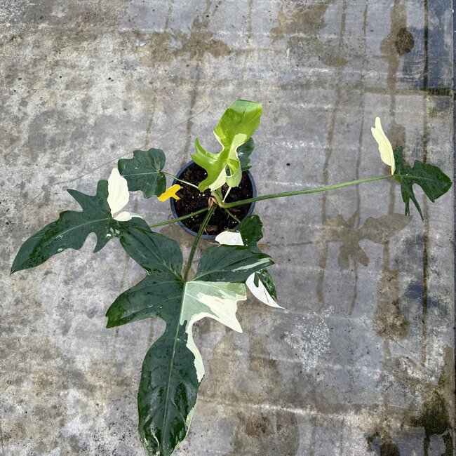 Golden Dragon Albo Variegated Ø19