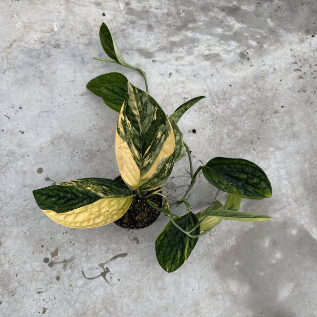 Karstenianum / Peru Variegata Ø14