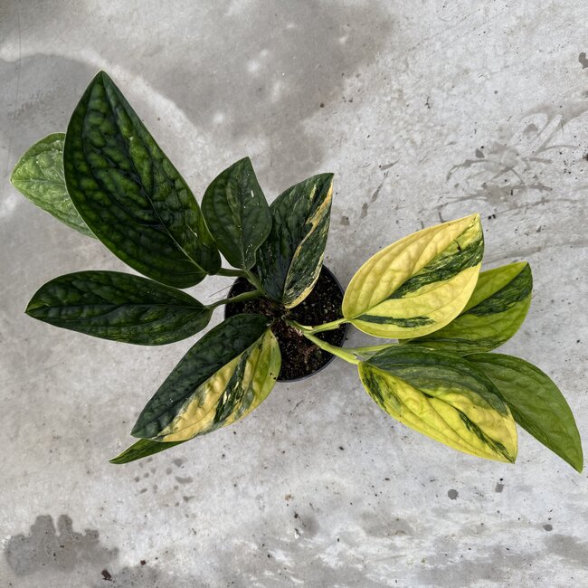 Karstenianum / Peru Variegata Ø14